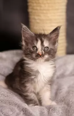Wyjątkowa kotka Maine Coon Czarna szylkret tricolor z białym 1