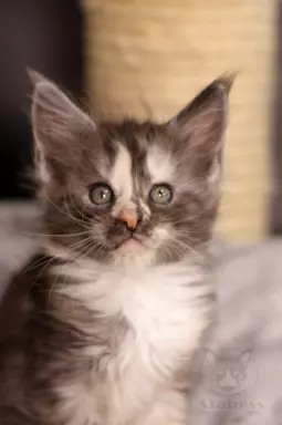 Wyjątkowa kotka Maine Coon Czarna szylkret tricolor z białym 2
