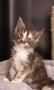 Wyjątkowa kotka Maine Coon Czarna szylkret tricolor z białym 3