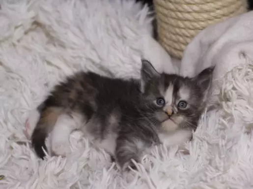 Wyjątkowa kotka Maine Coon Czarna szylkret tricolor z białym 4