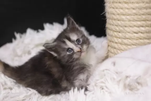Wyjątkowa kotka Maine Coon Czarna szylkret tricolor z białym 5
