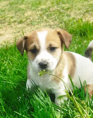 Jack Russell Terrier Giema Recz FCI 1