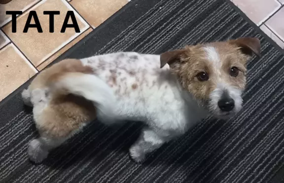 Jack Russell Terrier Giema Recz FCI 9