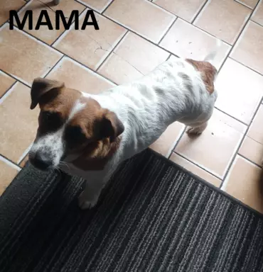 Jack Russell Terrier Giema Recz FCI 10