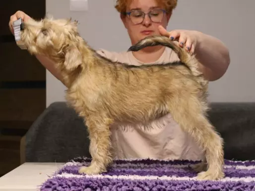 Irish soft coated wheaten terrier - terier pszeniczny 2