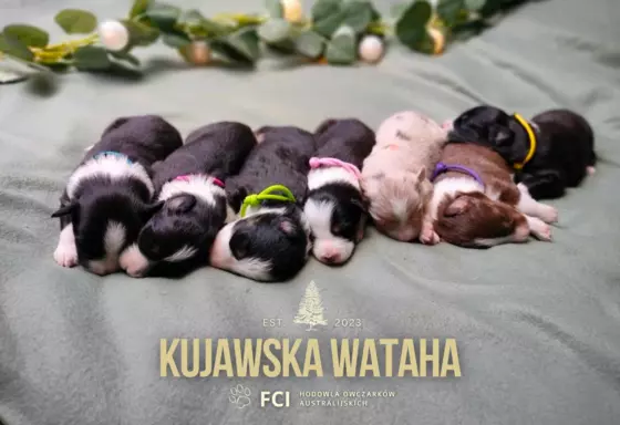 REZERWACJA Owczarek australijski FCI suczka black tri 5