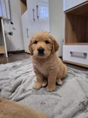 Golden retriever ZKwP/FCI 1
