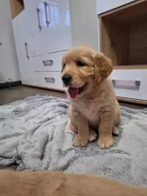 Golden retriever ZKwP/FCI 2