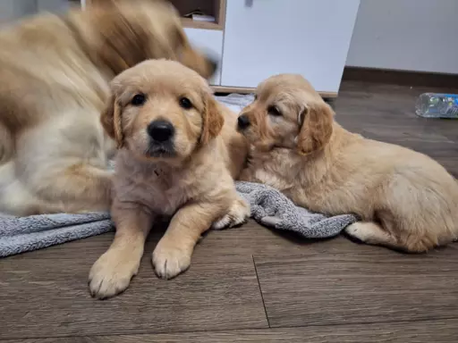 Golden retriever ZKwP/FCI 3