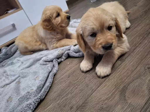 Golden retriever ZKwP/FCI 4