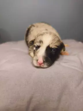 Border collie piesek blue Tri color merle 1