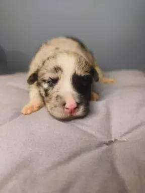Border collie piesek blue Tri color merle 2