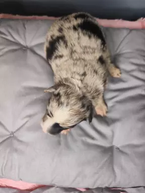 Border collie piesek blue Tri color merle 3