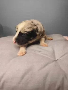 Border collie piesek blue Tri color merle 6