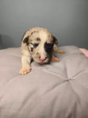 Border collie piesek blue Tri color merle 5