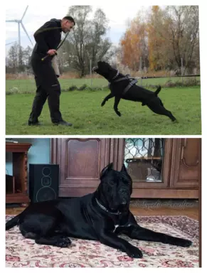 Szczenięta Cane Corso Italiano ZKwP/FCI 4