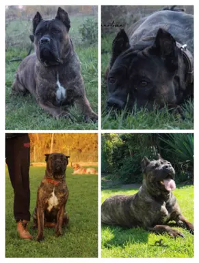 Szczenięta Cane Corso Italiano ZKwP/FCI 5
