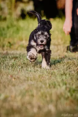 Polski Owczarek Nizinny PON 7