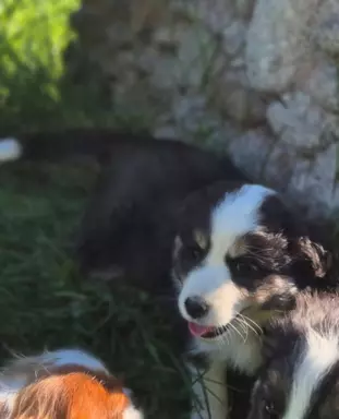 Szczeniak suczka border collie black tricolor  Championie PL 3
