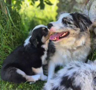 Szczeniak suczka border collie black tricolor  Championie PL 4
