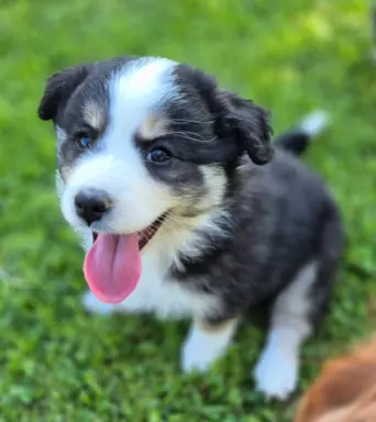 Szczeniak suczka border collie black tricolor  Championie PL 1