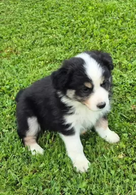 Szczeniak suczka border collie black tricolor  Championie PL 5