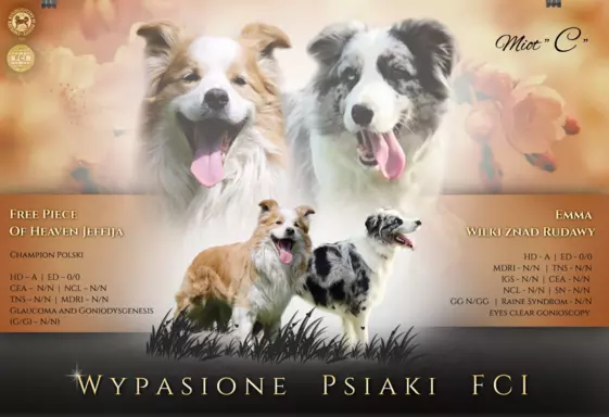 Szczeniak suczka border collie black tricolor  Championie PL 2