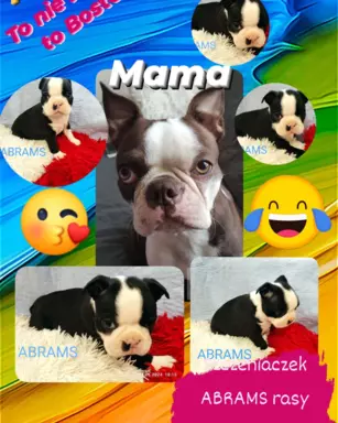 Boston Terrier szczeniaczki 1