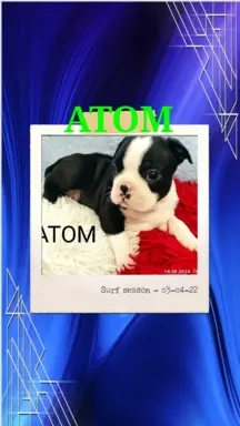 Boston Terrier szczeniaczki 4