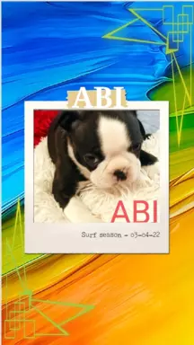 Boston Terrier szczeniaczki 6