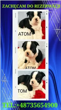 Boston Terrier szczeniaczki 3