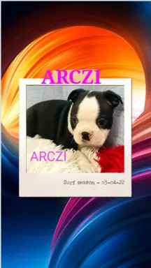 Boston Terrier szczeniaczki 10