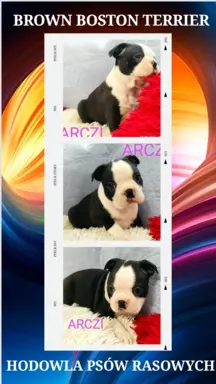 Boston Terrier szczeniaczki 9