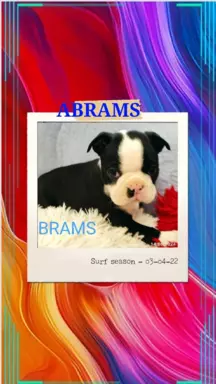 Boston Terrier szczeniaczki 2