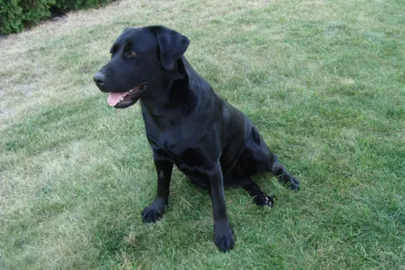 Labrador Gotowy do Odbioru ostatni wolny Piesek 8