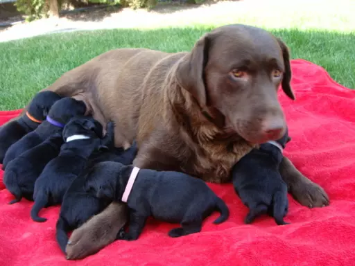 Labrador Gotowy do Odbioru ostatni wolny Piesek 9