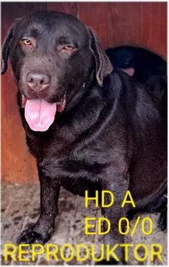Labrador Gotowy do Odbioru ostatni wolny Piesek 10