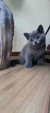 Koty brytyjskie kociak niebieski kot 5