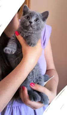 Koty brytyjskie kociak niebieski kot 6
