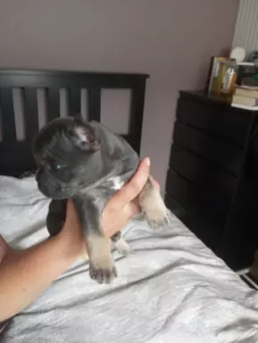 Szczenięta buldog francuski 2