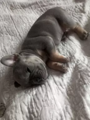 Szczenięta buldog francuski 4