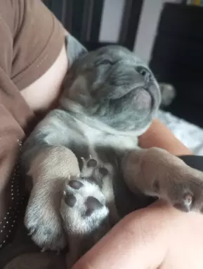 Szczenięta buldog francuski 5