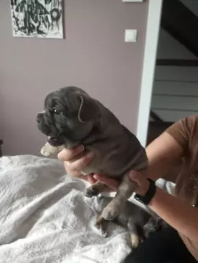 Szczenięta buldog francuski 8