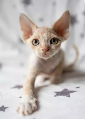 Cudny Arrigo - kocurek devon rex - z rodowodem - ASSARI*PL 1