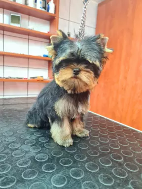 Yorkshire Terrier ZKwP FCI york 4