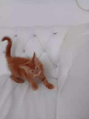 Kotka Maine Coon z rodowodem 2