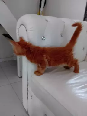 Kotka Maine Coon z rodowodem 4