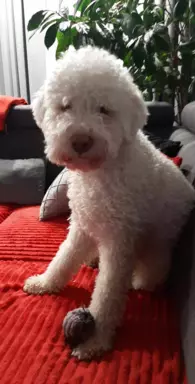Lagotto Romagnolo szczenięta FCI 6