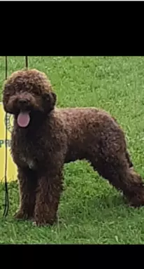 Lagotto Romagnolo szczenięta FCI 7