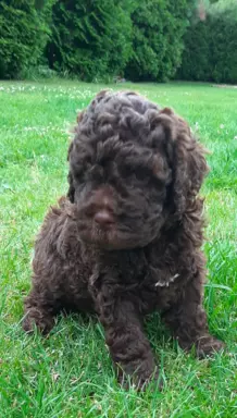 Lagotto Romagnolo szczenięta FCI 5